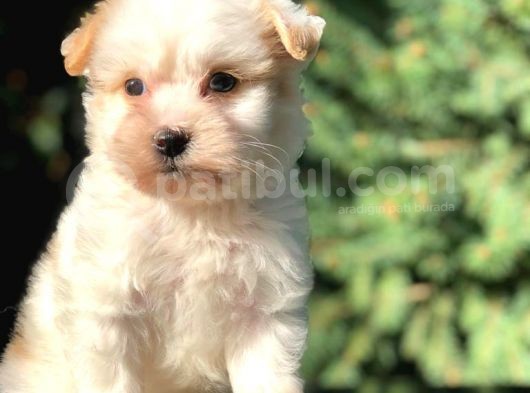 Xsmall  Babyface Maltıpoo Yavrumuz görsel