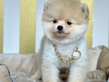Ayıcık Sevimli Boo Pomeranian Yavrular