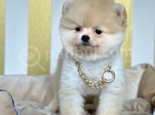 Ayıcık Sevimli Boo Pomeranian Yavrular görsel