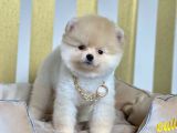 Safkan Teddy Surat Pomeranian Boo Yavrularımız