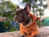 Görenleri Kendine Hayran Bırakan Blue Frenchbulldog Yavrumuz