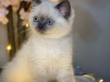 Mükemmel Güzellikte British Shorthair Blue Point