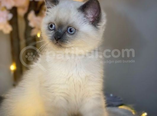Mükemmel Güzellikte British Shorthair Blue Point görsel