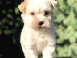 Xsmall Goldy Morkie Yavrumuz