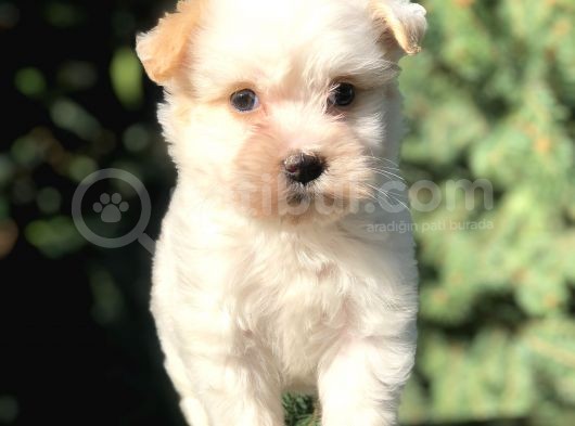 Xsmall Goldy Morkie Yavrumuz görsel
