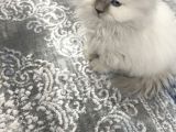 Maviş Kedim