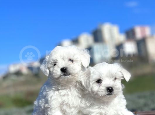 0 Numara Muhteşem Güzellikte Maltese Bebekler