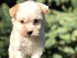 Xsmall Goldy Morkie Yavrumuz