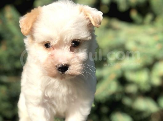 Xsmall Goldy Morkie Yavrumuz görsel