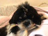 Secereli Shih Tzu Yavrularım
