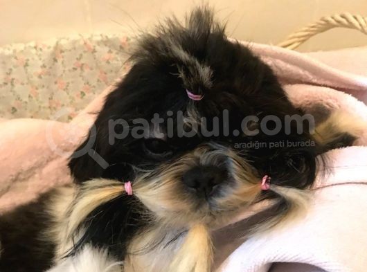 Secereli Shih Tzu Yavrularım görsel