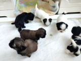 Secereli Shih Tzu Yavrularım