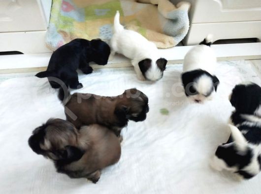 Secereli Shih Tzu Yavrularım