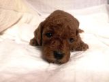 Red Brown Toy Poodle