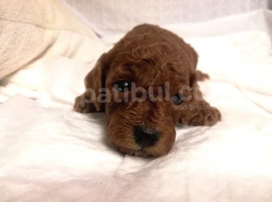 Red Brown Toy Poodle görsel