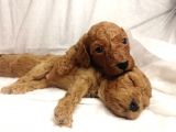 Red Brown Toy Poodle
