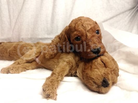 Red Brown Toy Poodle görsel