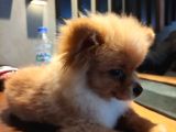 Yumuşak Tüylü Boo Köpeği