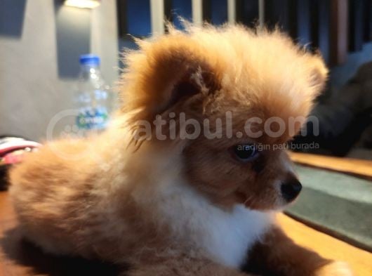 Yumuşak Tüylü Boo Köpeği görsel