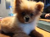 Yumuşak Tüylü Boo Köpeği