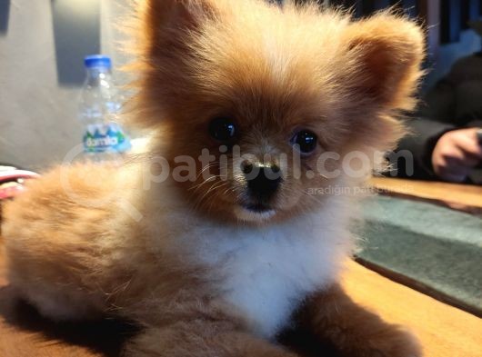 Yumuşak Tüylü Boo Köpeği görsel