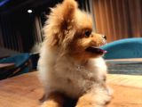 Yumuşak Tüylü Boo Köpeği