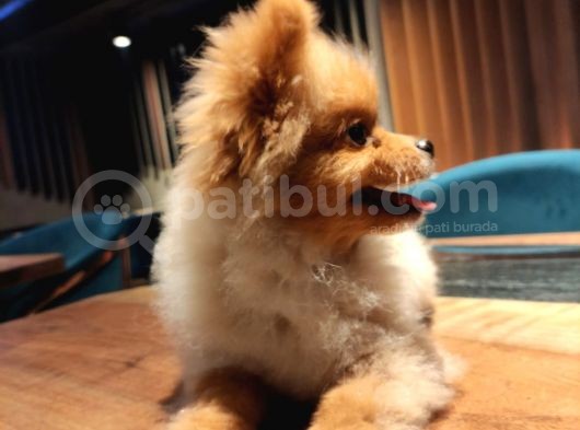 Yumuşak Tüylü Boo Köpeği