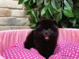 Pomeranian Boo Yeni Yuvasını Arıyor
