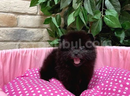 Pomeranian Boo Yeni Yuvasını Arıyor