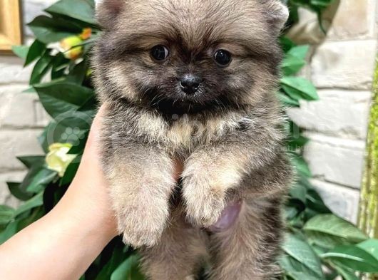 Teddy Bear Pomeranian Boo Yavrular