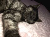 British Longhair 3 Aylık