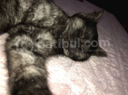 British Longhair 3 Aylık görsel