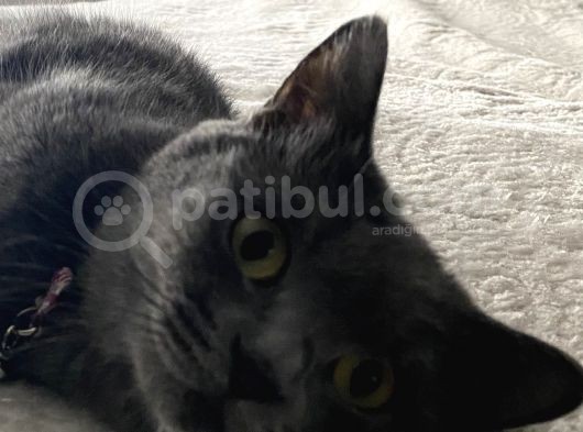 Mia Yeni Evini Arıyor