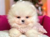 Safkan Teddy Bear Pomeranian Boo Yavrularımız