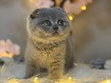 Panda Surat Scottish Fold