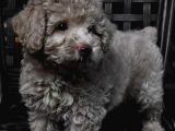 Sahibinden Toy Poodle. Yavruları