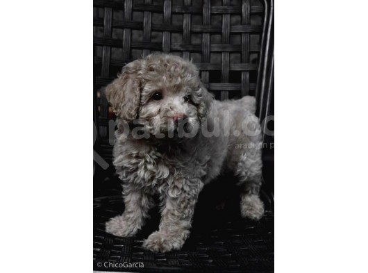 Sahibinden Toy Poodle. Yavruları