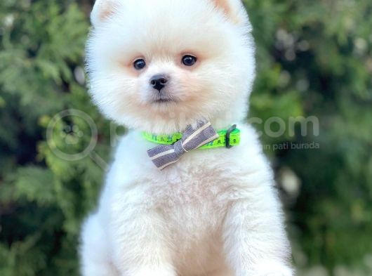 Ayı Surat Sevimli Mini Boy Pomeranian Yavrular görsel