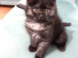 British Longhair 3 Aylık