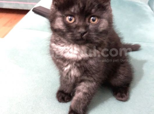 British Longhair 3 Aylık