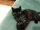 British Longhair 3 Aylık