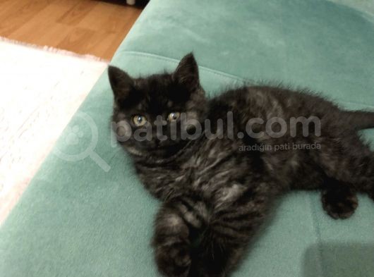 British Longhair 3 Aylık görsel