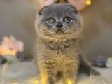 Panda Surat Scottish Fold