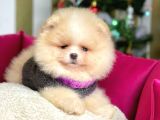 Safkan Teddy Bear Pomeranian Boo Yavrularımız