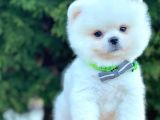 Ayı Surat Sevimli Mini Boy Pomeranian Yavrular