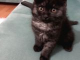 British Longhair 3 Aylık