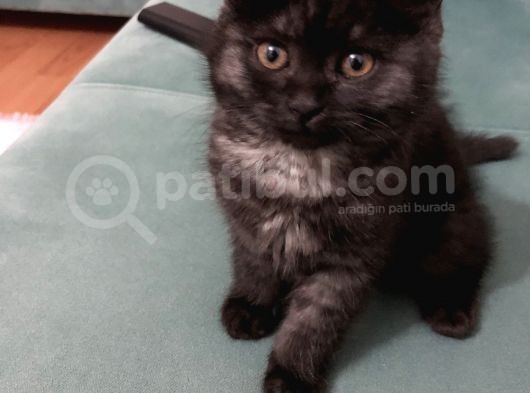 British Longhair 3 Aylık görsel