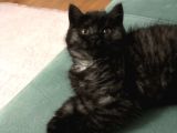 British Longhair 3 Aylık