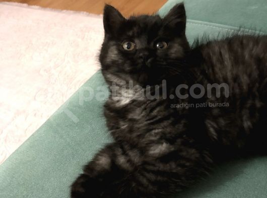 British Longhair 3 Aylık görsel
