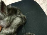 British Longhair 3 Aylık